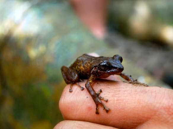 Coqui frog in Puerto Rico