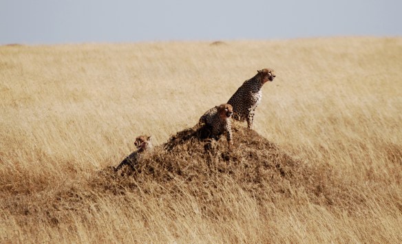 This foursome had just hunted a gazelle in the Serengeti. Their mouths are bloody!
