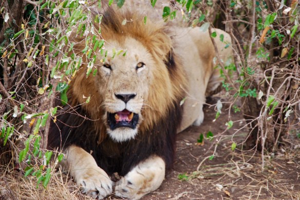 We came across this male lion panting in the heat under a tree in the Serengeti.